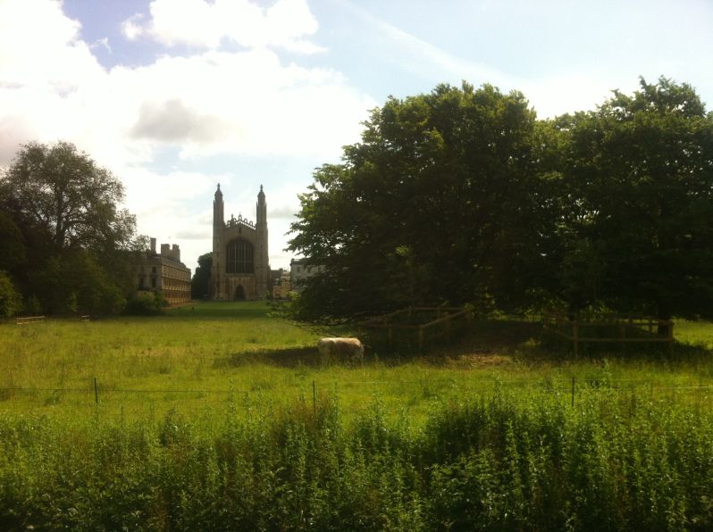 Kings College chapel and cow