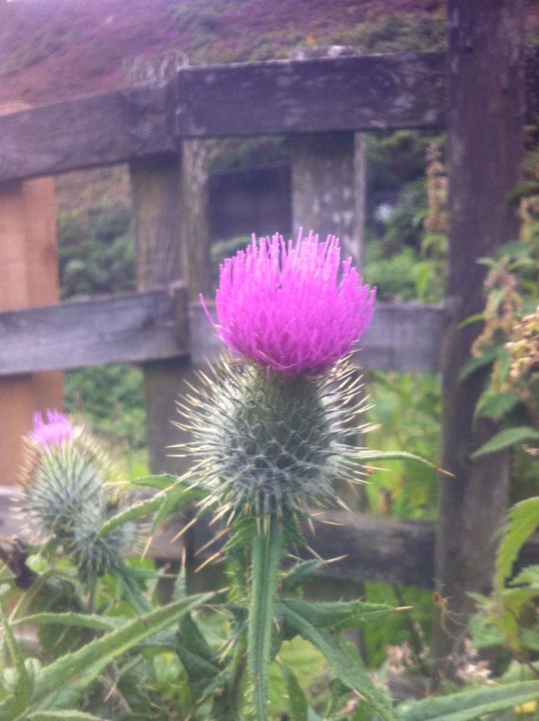 Thistle