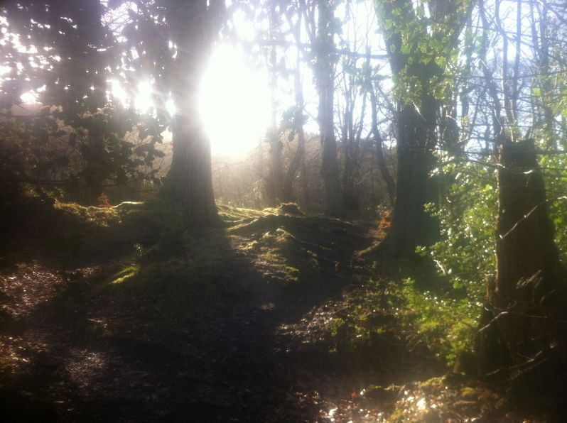 Woodland sunshine