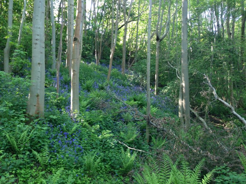 the elusive bluebells