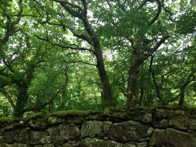 trees and wall