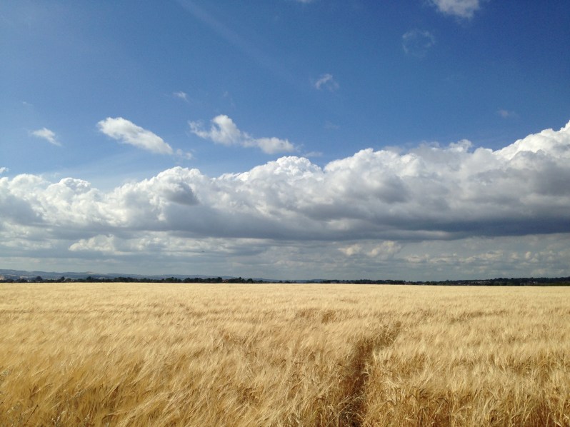 cloud and field