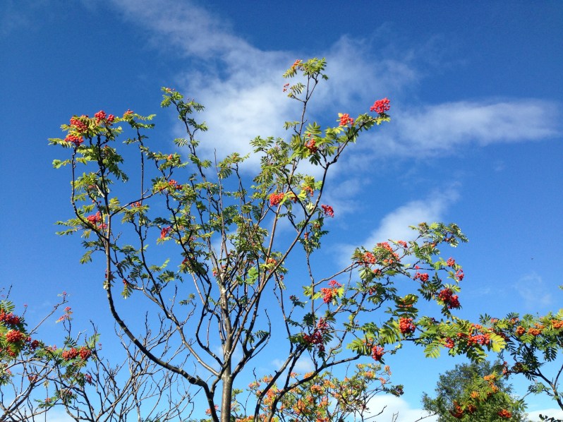 Rowan tree 