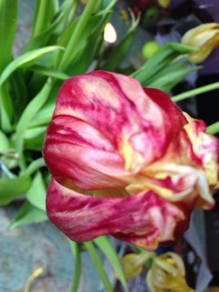 fading tulip