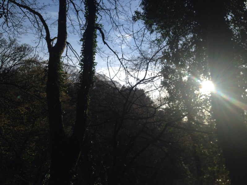 sun glinting through trees