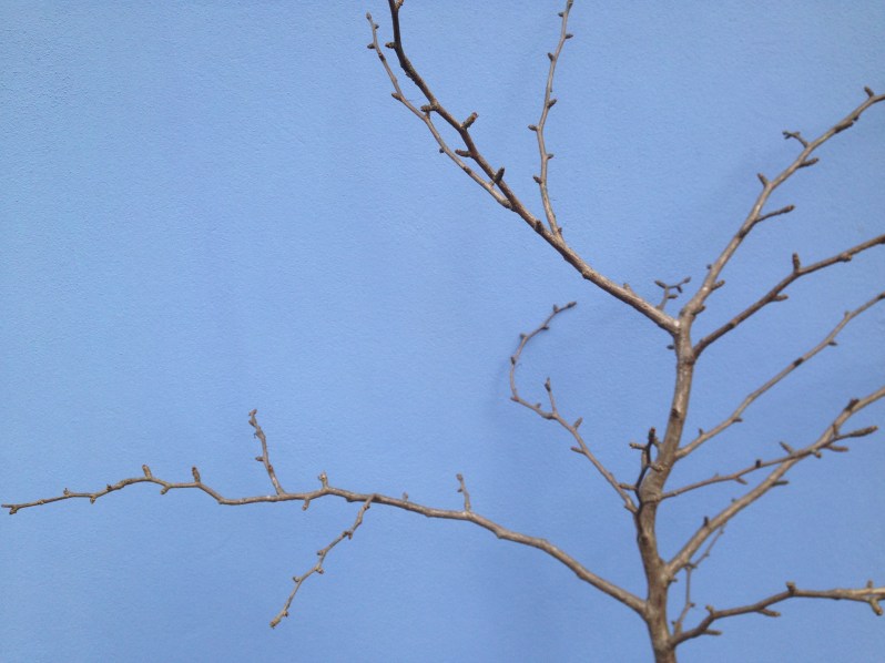 tree on blue