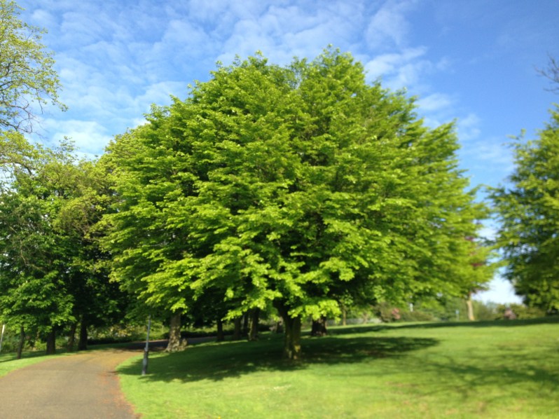 green tree