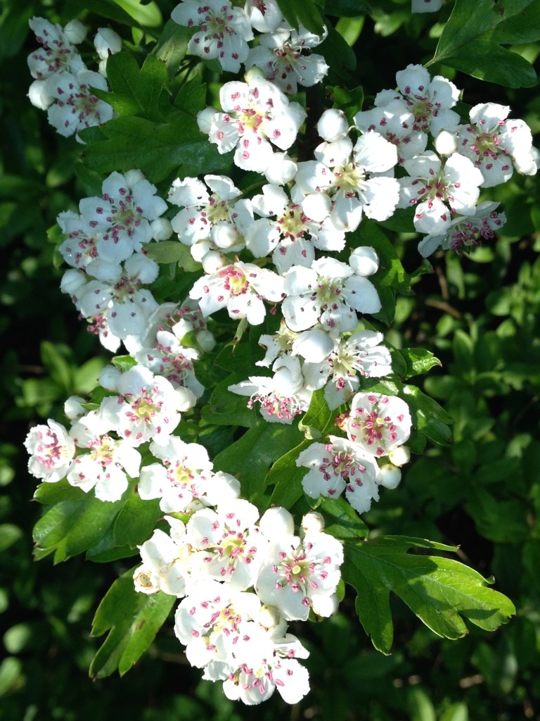 Hawthorn blossom