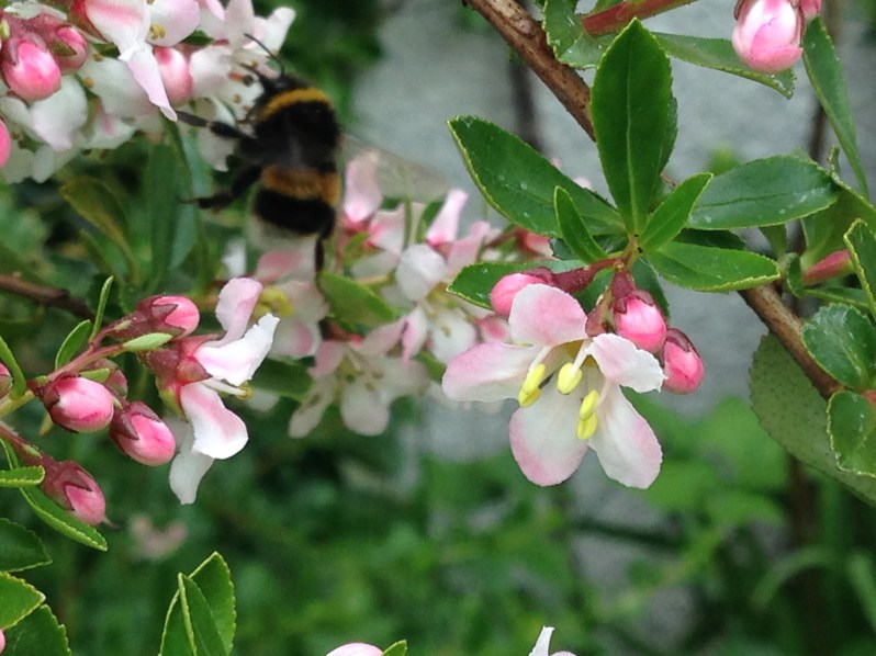 bumble bee and flower