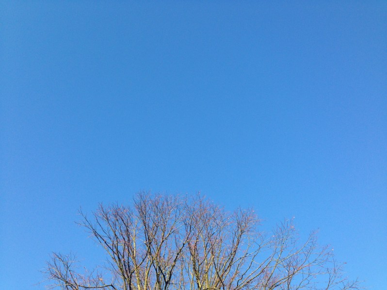 blue sky tree