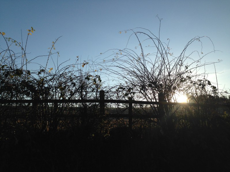 fence