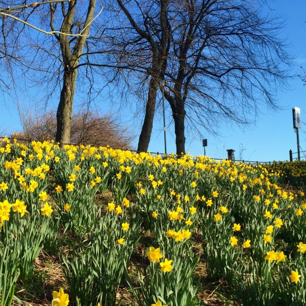 daffodils and sky
