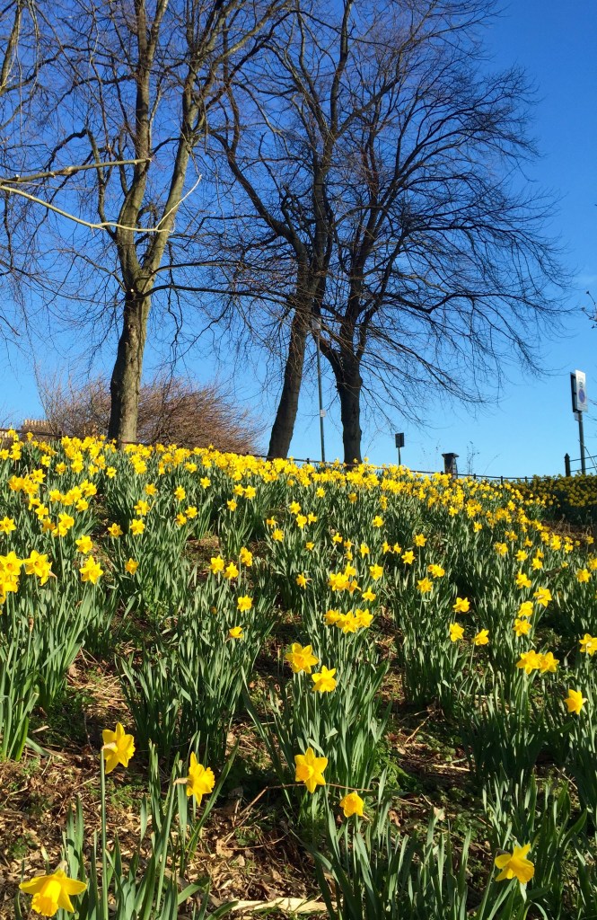 daffodils and sky