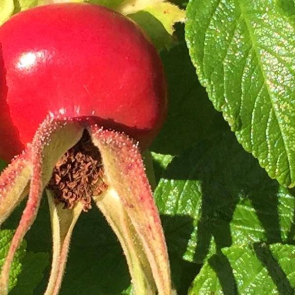 rosehip leaves