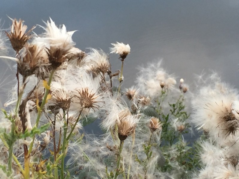 thistledown