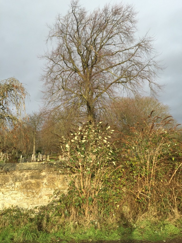 Decemebr blog post - 1 (1)