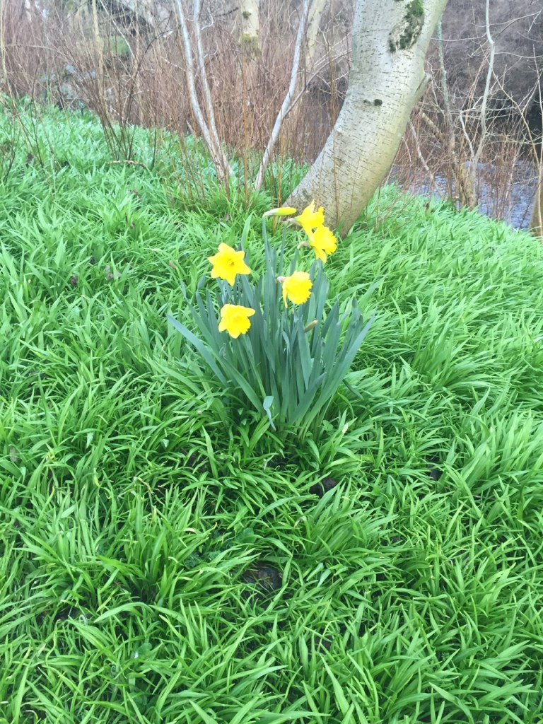 daffodlls and wild garlic 