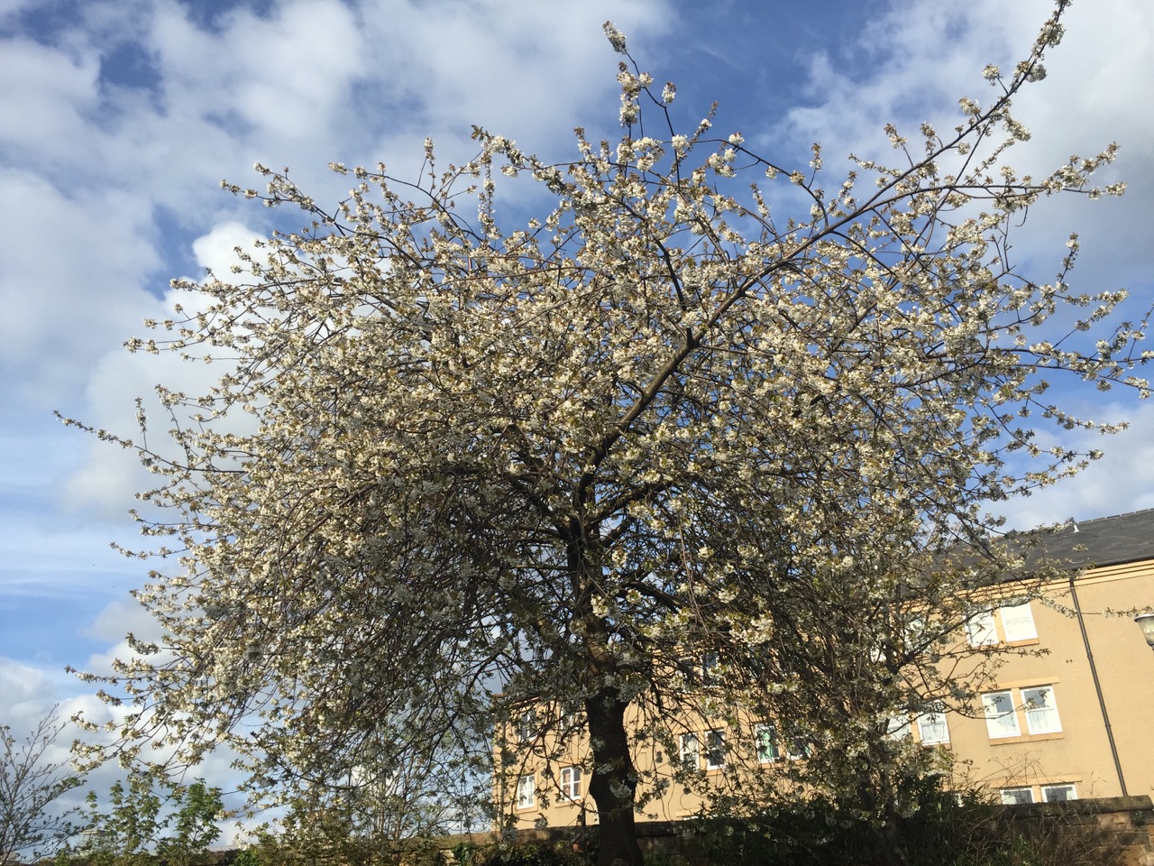 Everydayinmay Thurs - 1