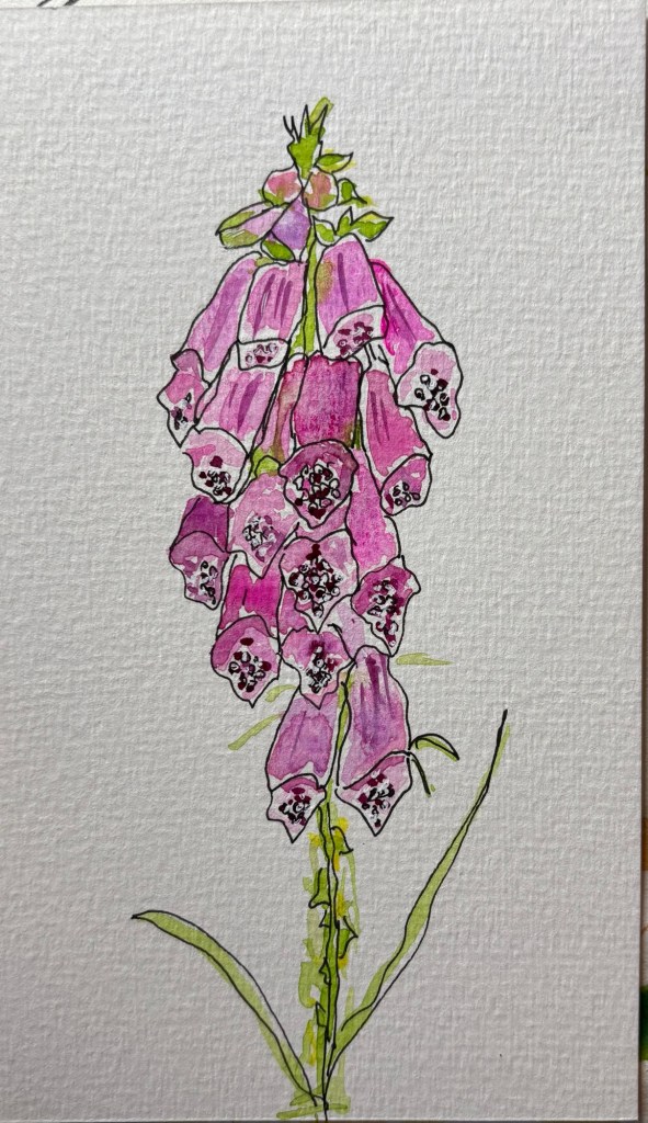Watercolour drawing with ink and pink colours of foxglove flower 